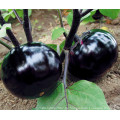 HE08 Zunbei runde schwarze Hybrid-Auberginen-Samen